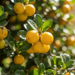 Dovyalis caffra - Pommier de Kei