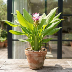 Curcuma longa