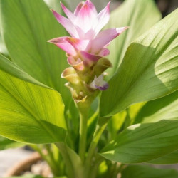 Curcuma longa