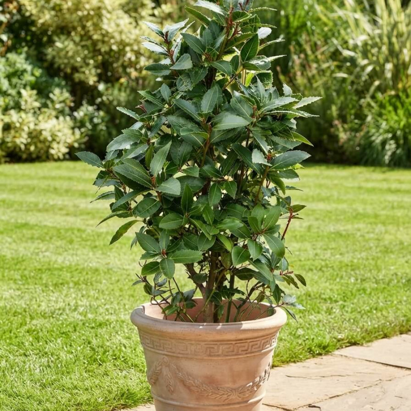 Laurus nobilis - Laurier sauce