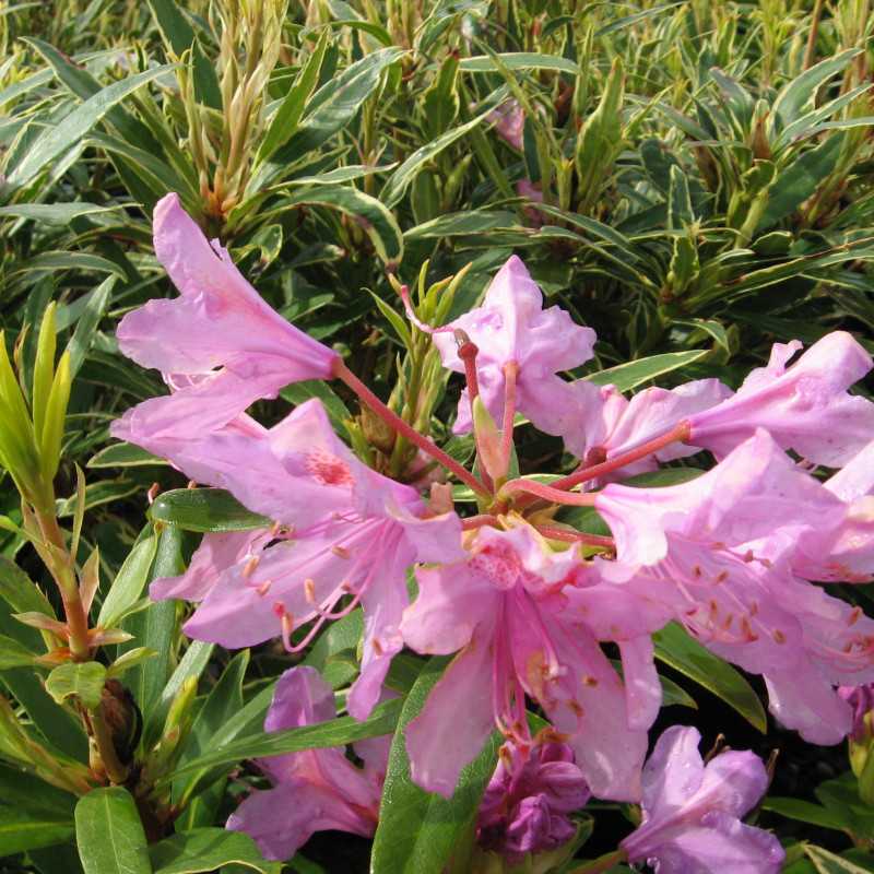 Rhododendron  ponticum 'Variegatum'