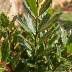 Laurus nobilis 'Little Ragu' - Laurier-sauce nain