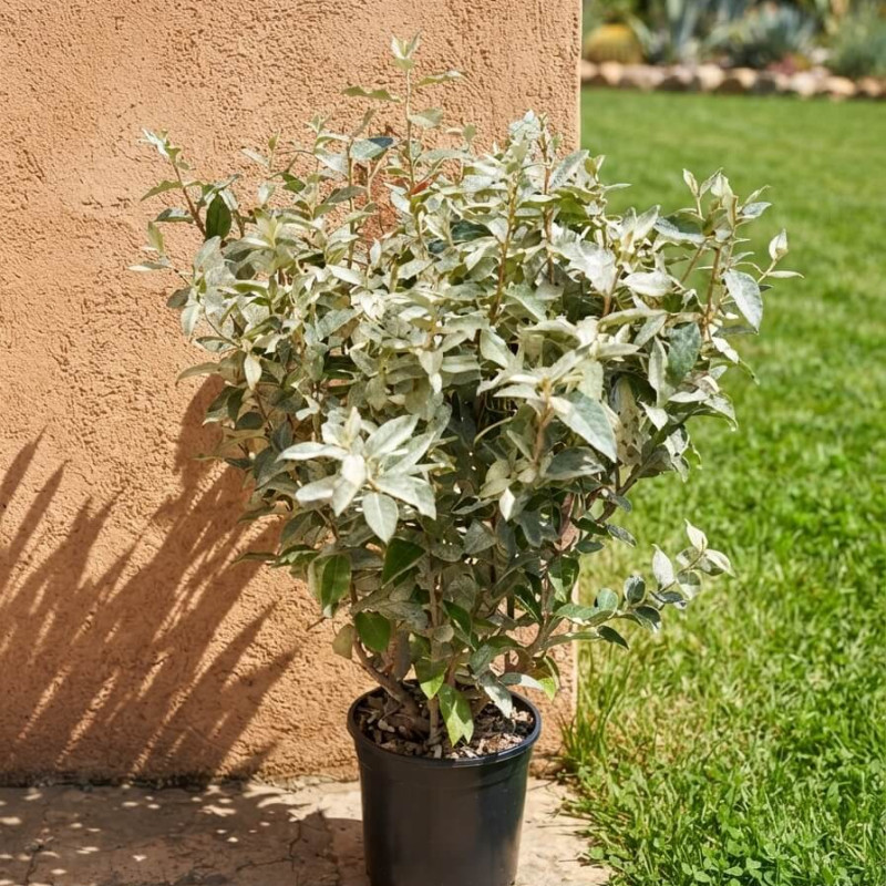 Elaeagnus commutata 'Zempin' - Chalef argenté