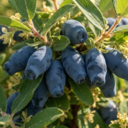 Lonicera kamtschatica 'Kiev' - Chèvrefeuille comestible
