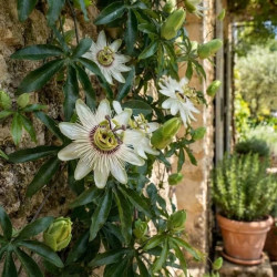 Passiflora caerulea 'Constance Elliott'