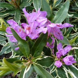 Rhododendron  ponticum 'Variegatum'