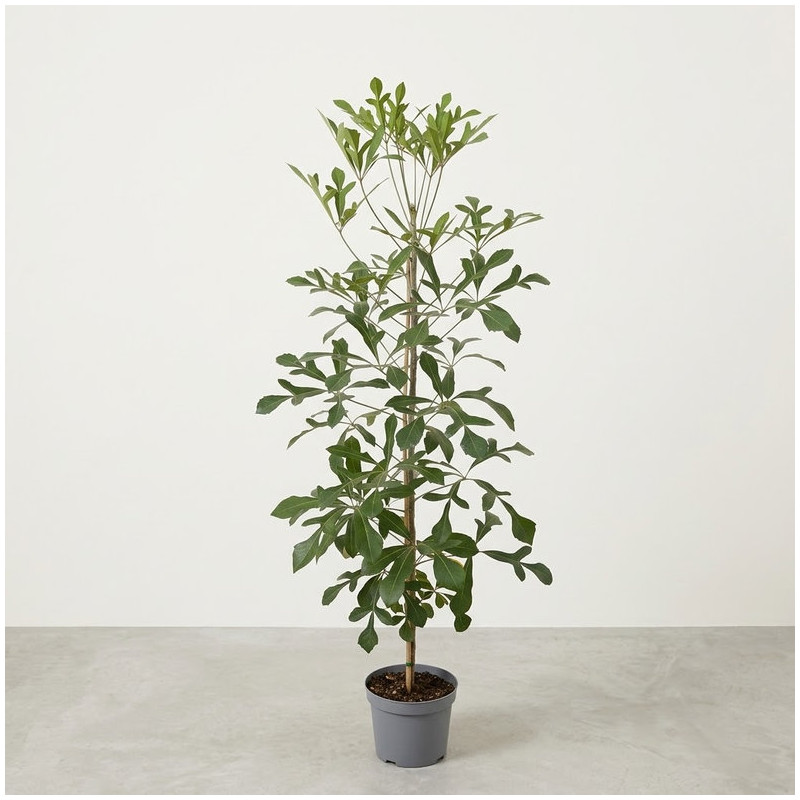 Cussonia spicata - Cussonia en épis