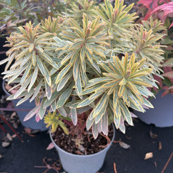 Euphorbia × martinii 'Ascot Rainbow' - Euphorbe