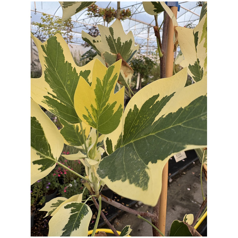 Liriodendron tulipifera 'Snow Bird' - Tulipier