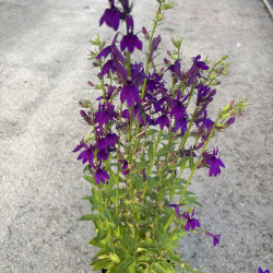 Lobelia x speciosa 'Starship blue'