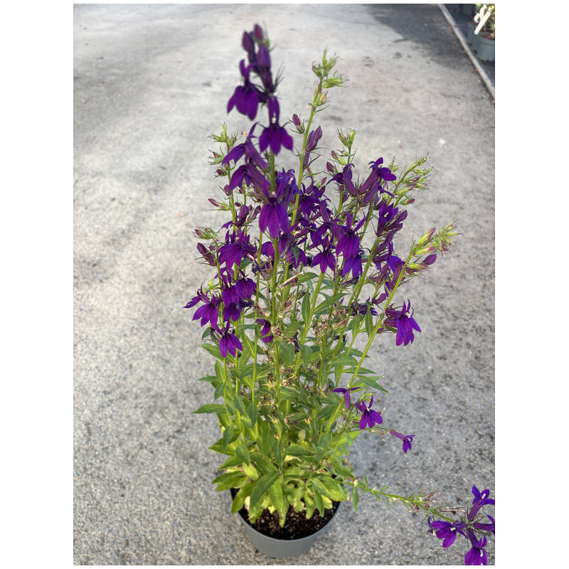 Lobelia x speciosa 'Starship blue'