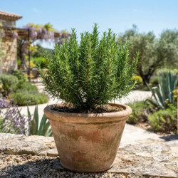 Rosmarinus officinalis - Romarin officinal