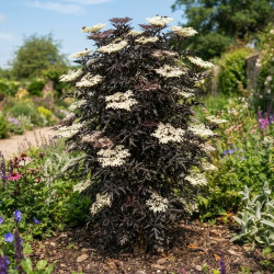 Sambucus nigra 'Eiffel 1' BLACK TOWER' - Sureau noir