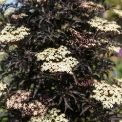 Sambucus nigra 'Eiffel 1' BLACK TOWER' - Sureau noir