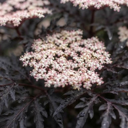 Sambucus nigra 'Laced Up' ® - Sureau noir