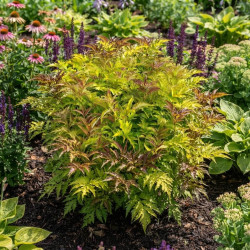 Sambucus nigra 'Serenade' - Sureau noir