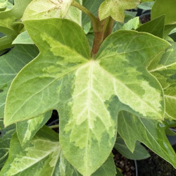 Fatshedera lizei 'Annemieke' - lierre arborescent