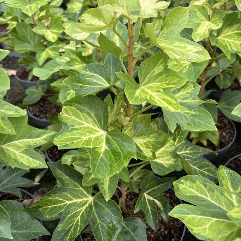 Fatshedera lizei 'Annemieke' - lierre arborescent