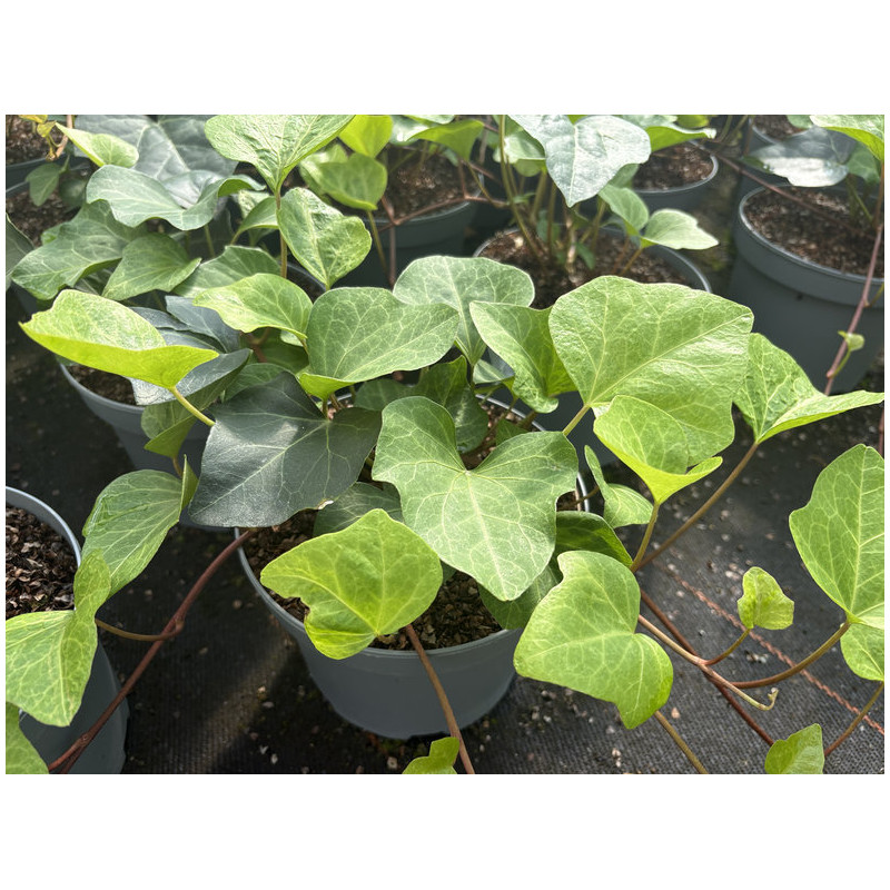 HEDERA algeriensis - lierre d'Algérie