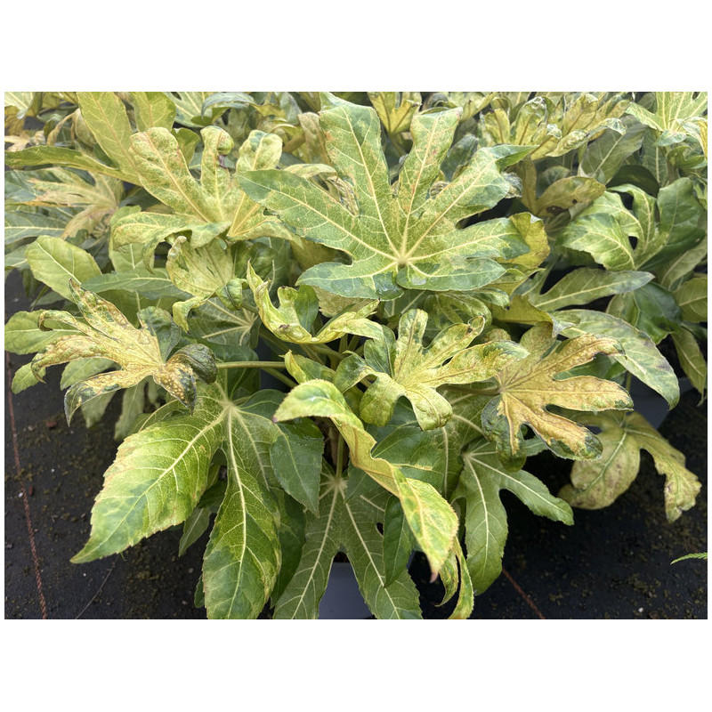 Fatsia japonica 'Camouflage' - Aralia du Japon panaché