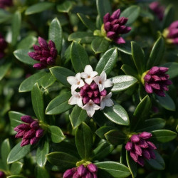 Daphne tangutica