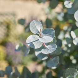 Eucalyptus gunnii ‘Silverana‘ ® -  ‘Lon40’