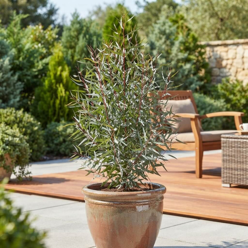 Eucalyptus Nicholii - Gommier menthe de Nicol