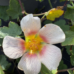 Malvastrum lateritium - Lavatère rampante
