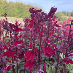 Lobelia x speciosa 'Starship Burgundy'