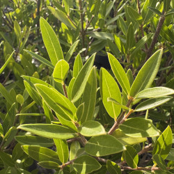 Phillyrea angustifolia 'Green Quick' ®