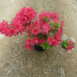 Azalea japonica ‘Arabesk’ - Azalée japonaise