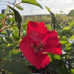 Rosa 'Sommerabend' ®