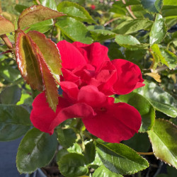 Rosa 'Sommerabend' ®