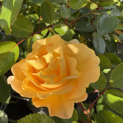Rosa Décorosier® - 'Soleya' ® - 'Noa71610' - Rosier