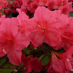Azalea japonica ‘Arabesk’ - Azalée japonaise