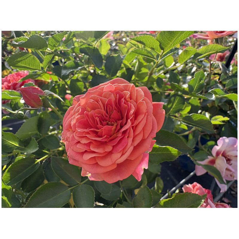 Rosa 'Mandarin' ® - Lilliputs ® - Rosier nain