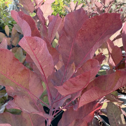 Cotinus coggygria Grace - Arbre à perruque