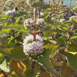 Caryopteris ‘Pavilion White‘® - Spirée