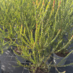 Acacia pravissima - Mimosa