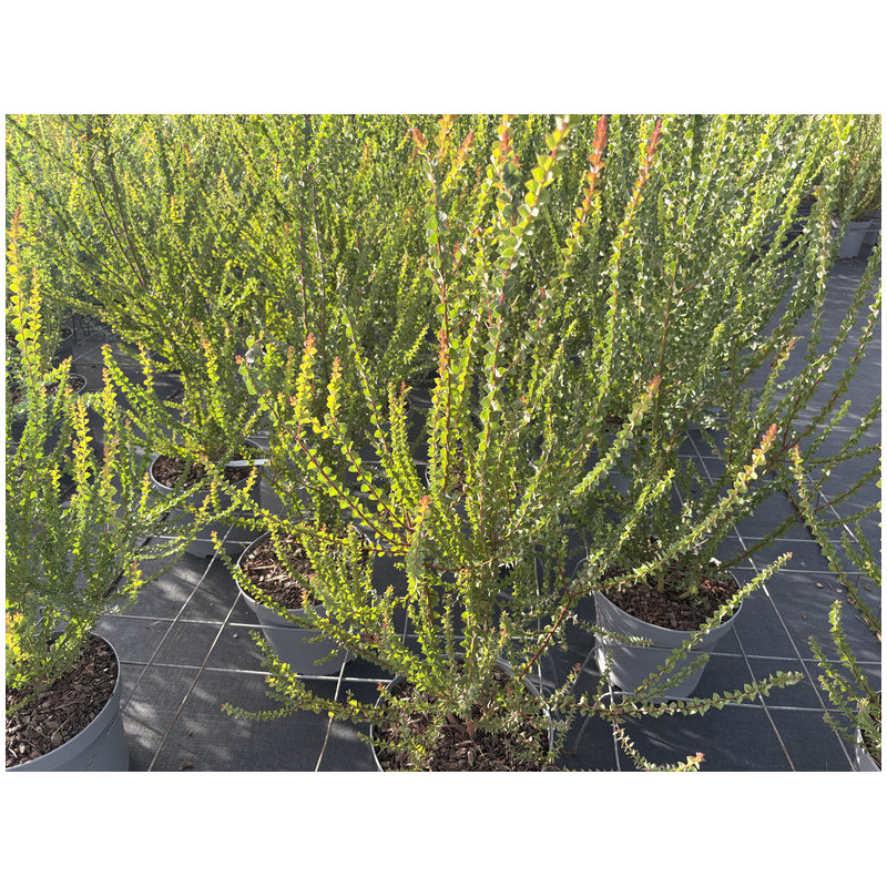 Acacia pravissima - Mimosa