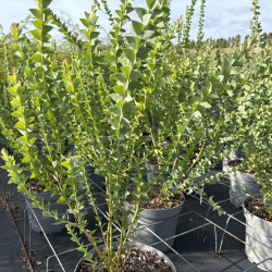 Acacia cultriformis - mimosa couteau