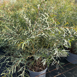 Eucalyptus Nicholii - Gommier menthe de Nicol