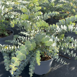 Eucalyptus pulverulenta 'Baby blue' - Gommier argenté
