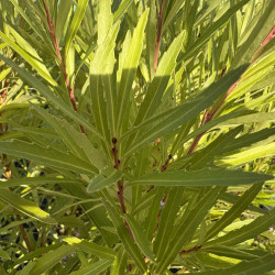 Lomatia polymorpha