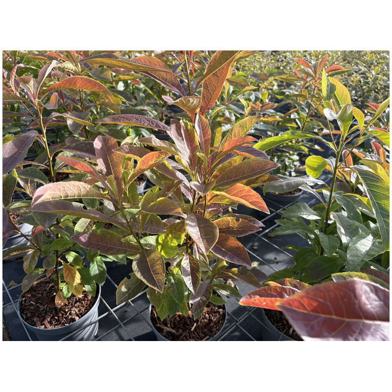 Franklinia alatamaha