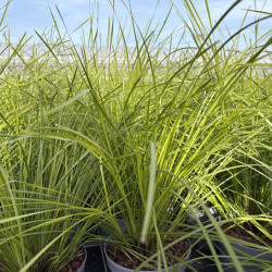 Lomandra longifolia 'Tanika'