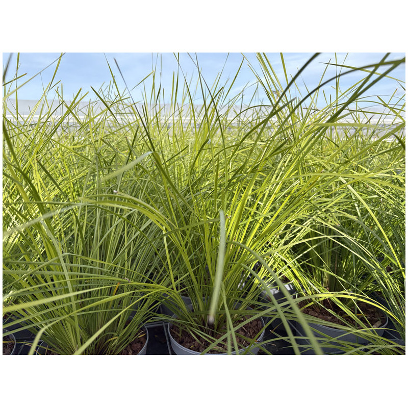 Lomandra longifolia 'Tanika'