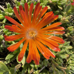 Delosperma cooperi Ocean Sunset Orange Vibe® - Pourprier