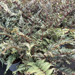 Athyrium niponicum ' Crested surf' - Fougère japonaise