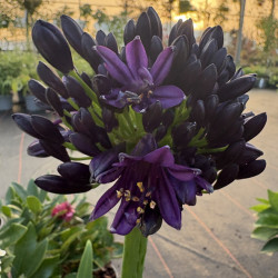 Agapanthus Black Jack® - Agapanthe